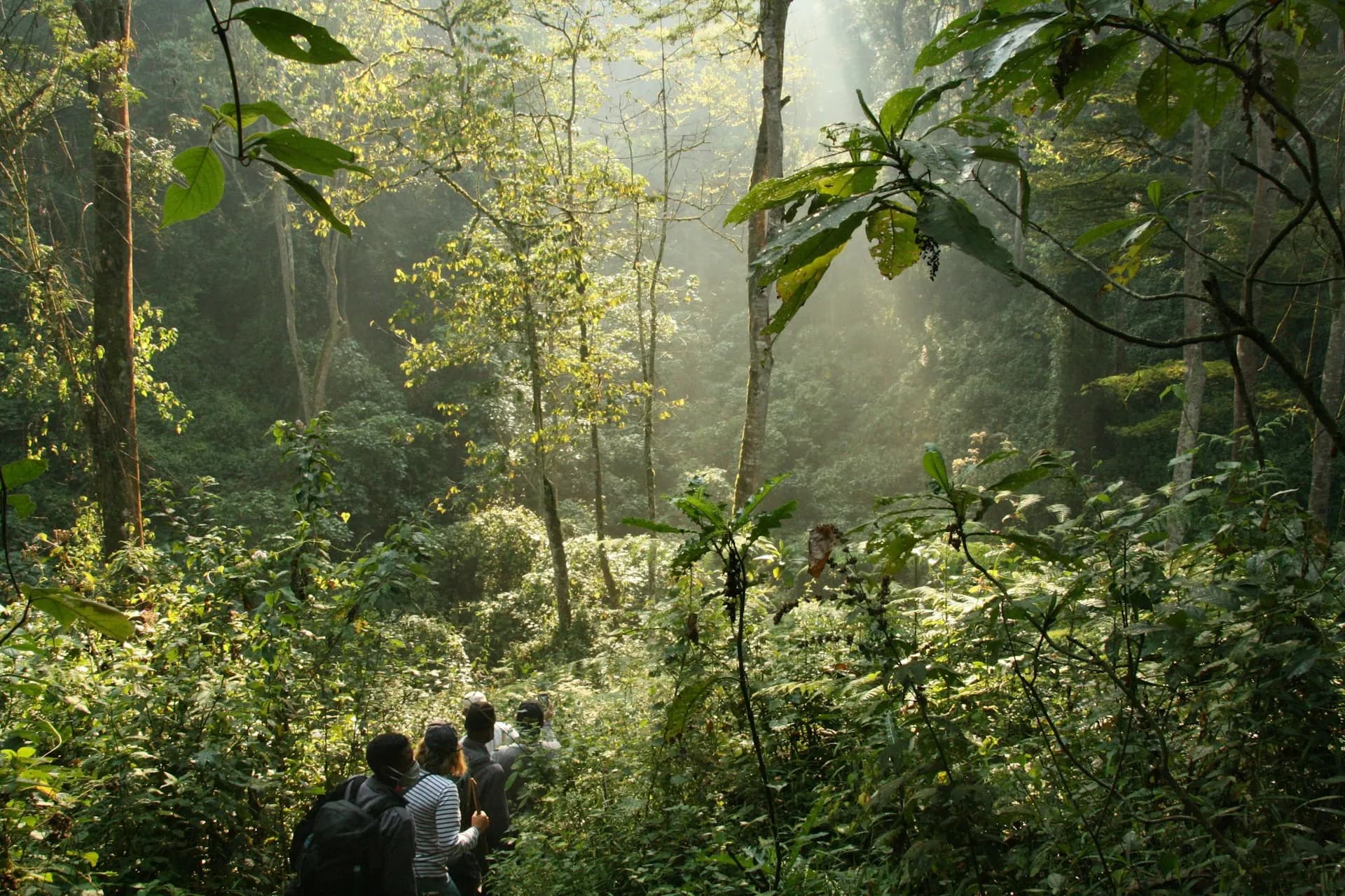 Kibale Forest Chimpanzee Tracking gallery 3